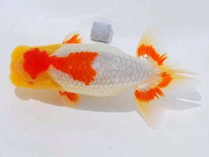 岡山錦鱗会 西関脇　井門　圭　愛媛