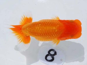 岡山錦鱗会 東小結　高尾昌幸　児島