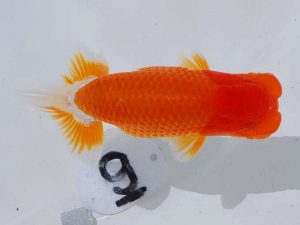 岡山錦鱗会 西小結　藤原博文　徳島