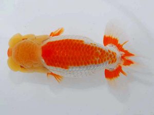 岡山錦鱗会　東大関　小笠原義照　浅口