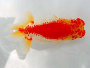 岡山錦鱗会 西勧進元　鈴木ミカ　倉敷