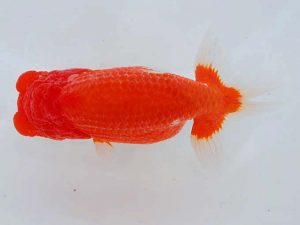 岡山錦鱗会 行司二　鈴木ミカ　倉敷