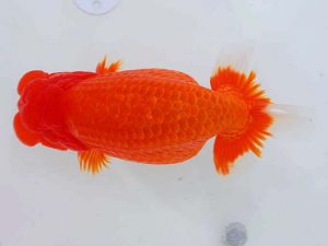 岡山錦鱗会 行司三　竹内誠司　愛媛