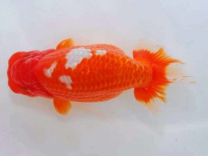 岡山錦鱗会 西脇行司　大原　正　児島