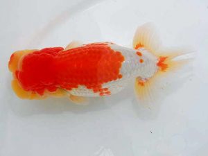 岡山錦鱗会　立行司　原田和彦　倉敷