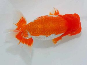 岡山錦鱗会 東関脇　南堀満良　小豆島