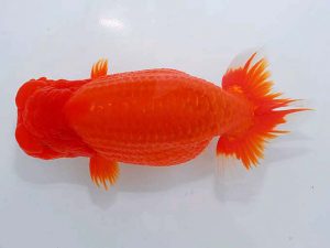 岡山錦鱗会 西関脇　武下喜一　愛媛