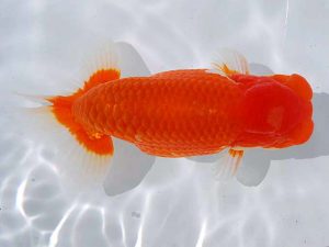 岡山錦鱗会 西小結　安田裕喜　松山