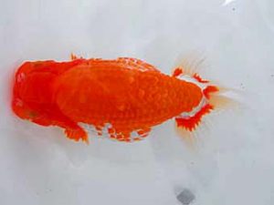 岡山錦鱗会 東勧進元　南堀満良　小豆島