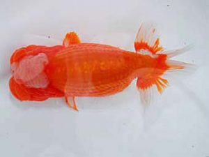 岡山錦鱗会 西勧進元　鈴木ミカ　倉敷