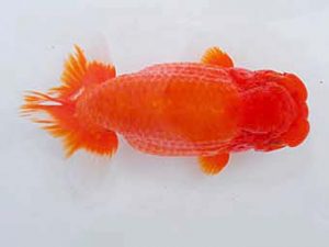 岡山錦鱗会 行司三　大原　正　児島