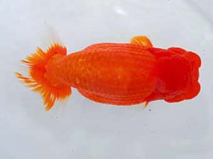 岡山錦鱗会 東脇行司　石田徳太郎　吉野川