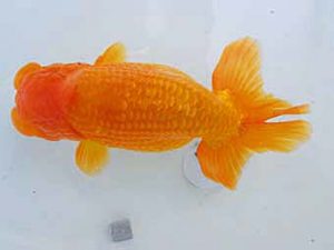 岡山錦鱗会 西脇行司　柏野正彦　児島