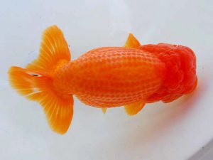 岡山錦鱗会　立行司　田代史郎　児島