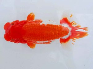 岡山錦鱗会　東取締　柏野正彦　児島