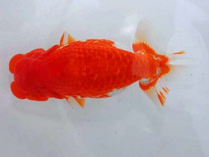 岡山錦鱗会　西取締　石田徳太郎　吉野川