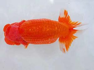 岡山錦鱗会 東関脇　坂本雅之　笠岡