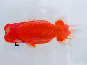 岡山錦鱗会 西関脇　三宅一共　浅口