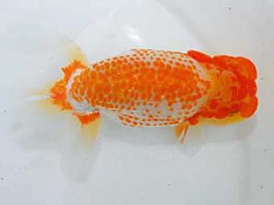 岡山錦鱗会 東小結　南堀満良　小豆島