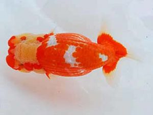 岡山錦鱗会 西小結　柏野正彦　児島