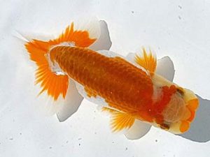 両毛愛魚会　研究会　二位　中村正志