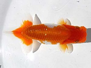 両毛愛魚会　研究会　三位　北島欣一