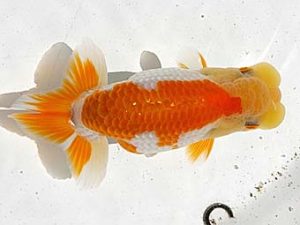 両毛愛魚会　研究会　四位　中村正志