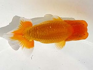 両毛愛魚会　研究会　五位　石田　正