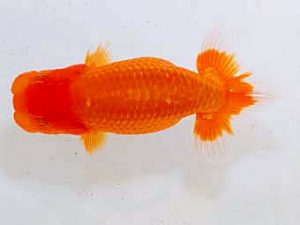 日蘭佐賀 東勧進元 池田洋一　佐賀