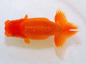 日蘭佐賀 行司一　小野裕基　大分らんちう会