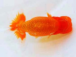 日蘭佐賀 行司二　田中寿樹　福岡