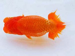 日蘭佐賀 行司三　西隈　徹　鳥栖みやき