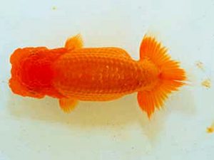 日蘭佐賀 東脇行司　森脇文明　福岡