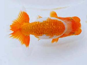 日蘭佐賀 西脇行司　西隈　徹　鳥栖みやき