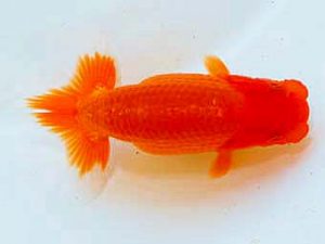 日蘭佐賀　西大関　小野裕基　大分らんちう会