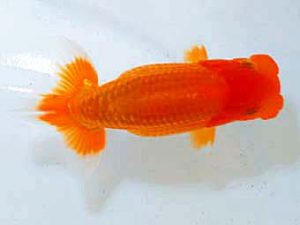 日蘭佐賀　東取締　野田善洋　鳥栖みやき