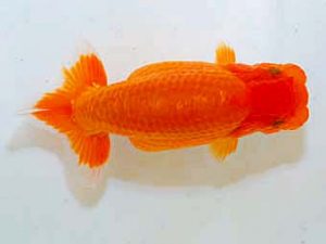 日蘭佐賀　西取締　野中勝次　鳥栖みやき