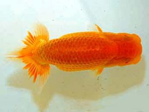 日蘭佐賀 西関脇　太田黒正雄　熊蘭会