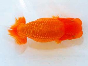 日蘭佐賀 東小結　大楽裕司　下関