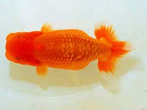 日蘭佐賀 西小結　大楽裕司　下関