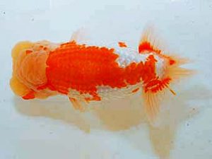 日蘭佐賀　東大関　東　秀明　佐賀