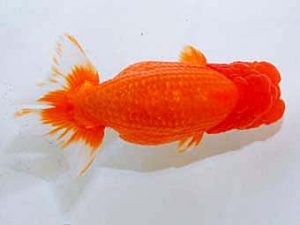 日蘭佐賀 東勧進元 小野裕基　大分らんちう会