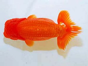 日蘭佐賀 西勧進元 納所　勉　大分らんちう会