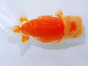 日蘭佐賀 行司二　橋岡信行　大分らんちう会