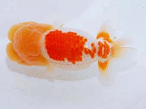 日蘭佐賀 東脇行司　橋岡信行　大分らんちう会