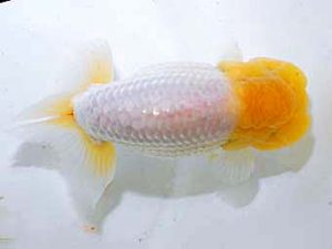 日蘭佐賀 西脇行司　内田輝雄　佐賀