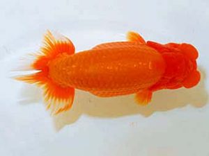 日蘭佐賀　西大関　野田直宏　佐賀