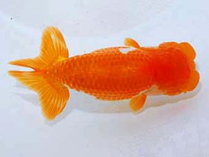 日蘭佐賀　立行司　浦田智和　佐賀