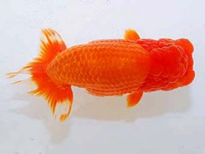 日蘭佐賀　東取締　赤嶺仲治　東鱗会