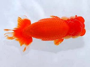 日蘭佐賀　西取締　吉田隆志　佐賀